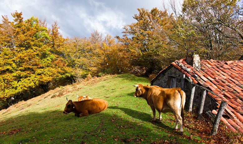 Hayedo de Orlé, hayedos de España para otoño
