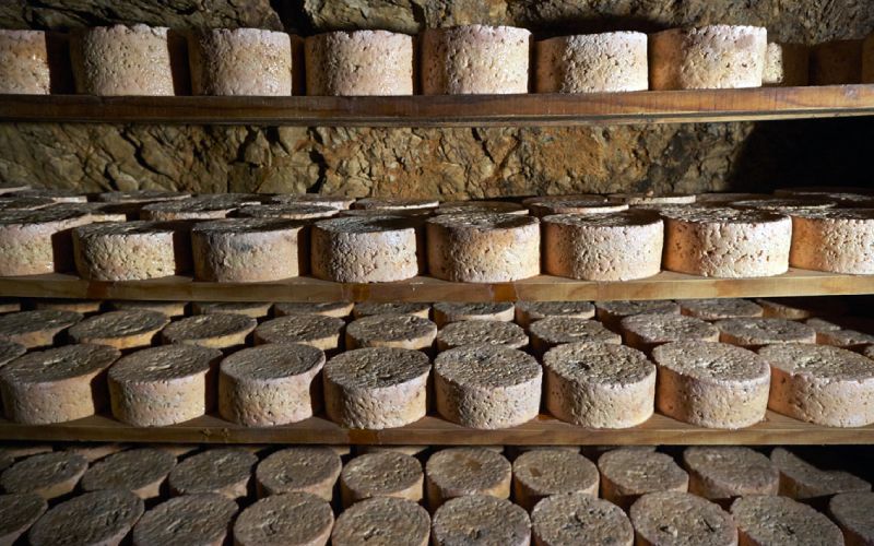 Ripening Cabrales cheeses