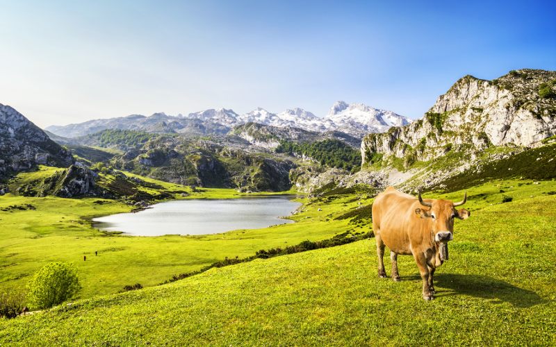 Pastos junto al Lago Ercina