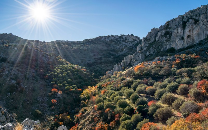 Vegetación en el Parque de las Sierras Subbéticas geoparque