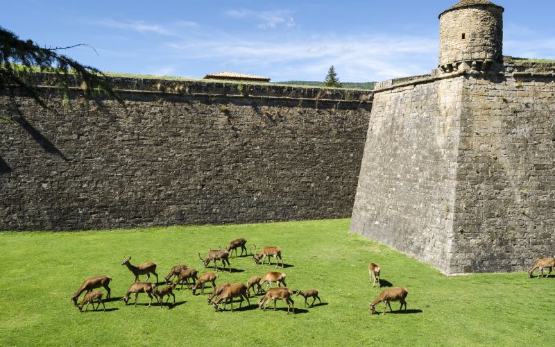 Deer in the pit of the Citadel