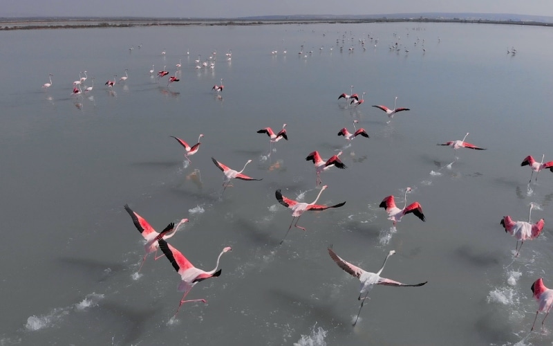 Flamingos taking flight from the pink lagoon