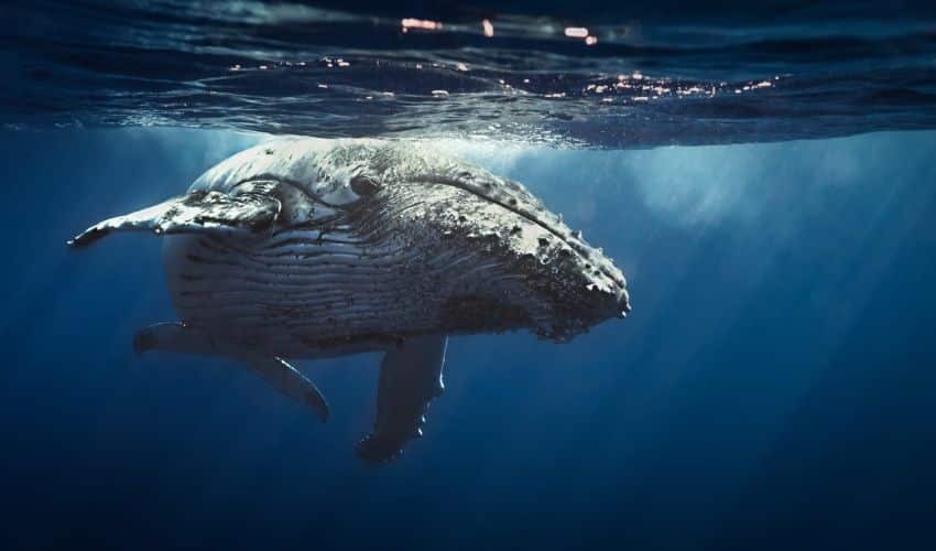 whale