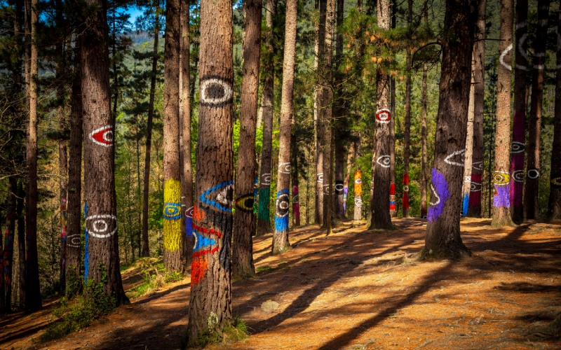 Oma Forest