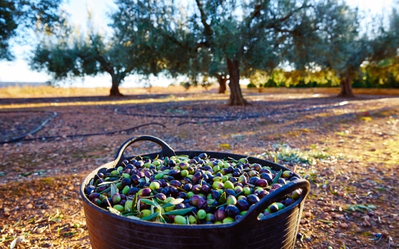 olive oil