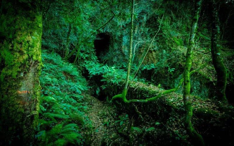 A green, dense forest