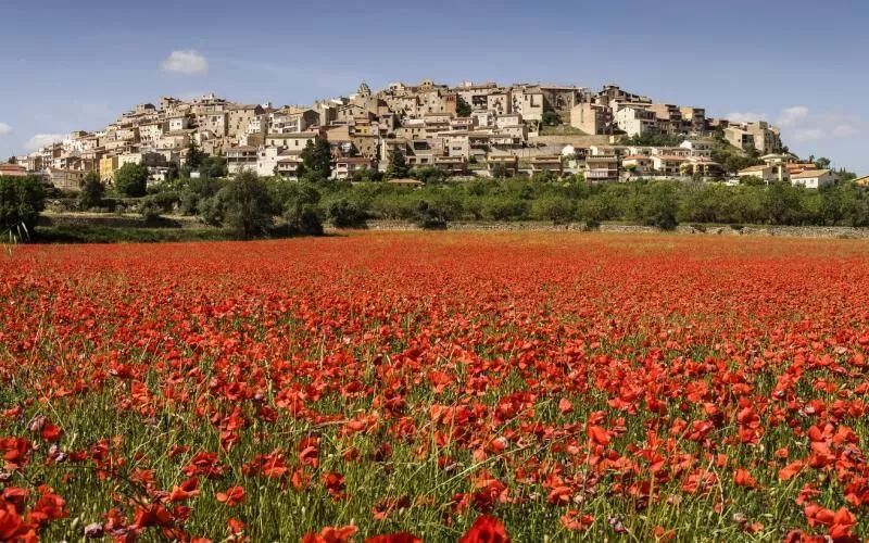 A poppy field and a village in the distance