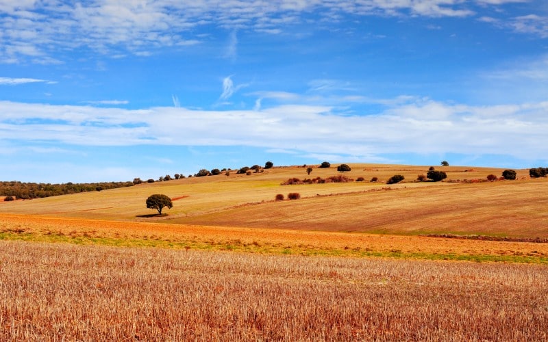 A russet field under the blue sky