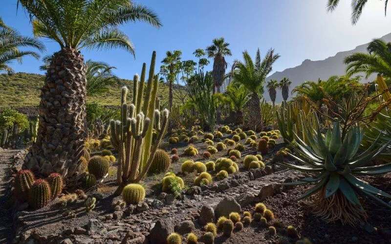 A cactus garden