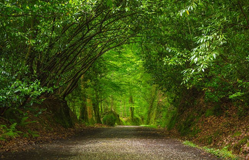 Path through the Basajaunberro, Navarre. | Shutterstock