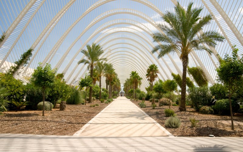 A white path surrounded by plants with high white archways above