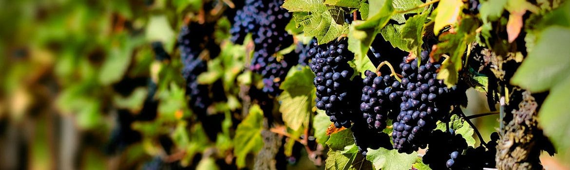 Rioja Alavesa Grape Harvest Festival