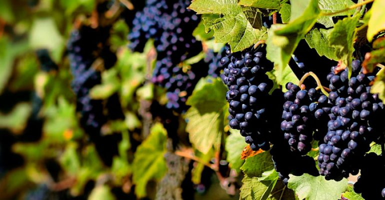 Rioja Alavesa / Grape Harvest Festival