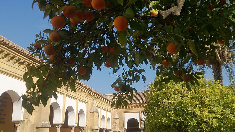 Court of Oranges