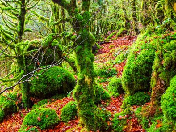 Irati, a fairy-tale forest in the North of Spain