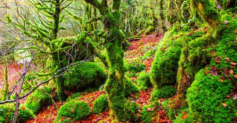 Irati, a fairy-tale forest in the North of Spain