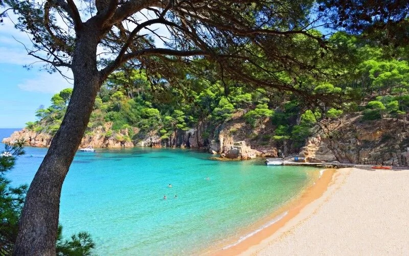 A small cove with turquoise water surrounded by pine trees