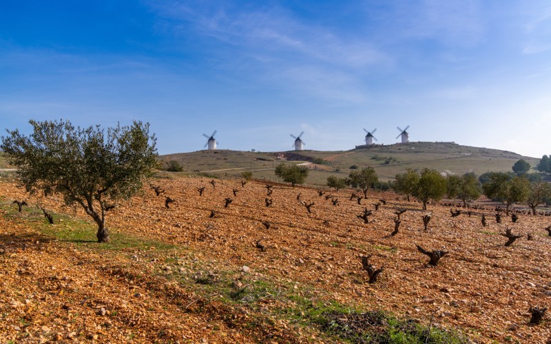 A field with some olive trees and windmills in the background