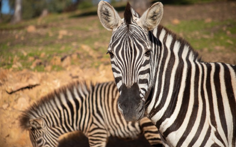 Zebras at Castillo de las Guardas Animal Park