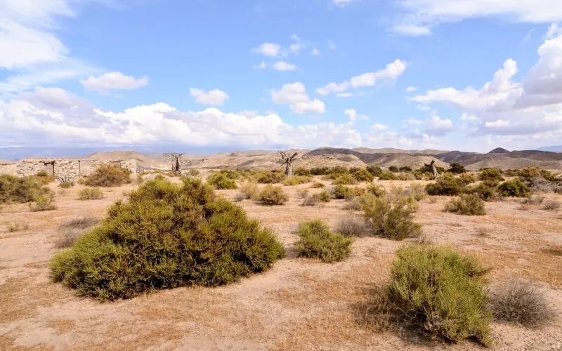 A desert with bushes and blue sky