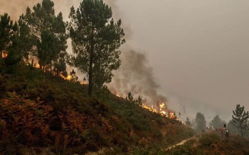 A hillside with trees burning