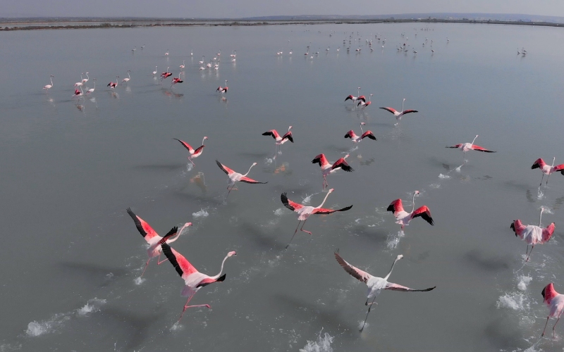 Flamingos taking flight from the pink lagoon
