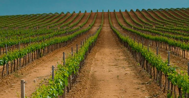 Ribera del Duero Wine: a Spanish Designation of Origin