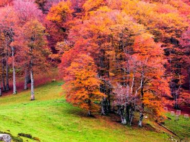 5 forests to get lost in autumn