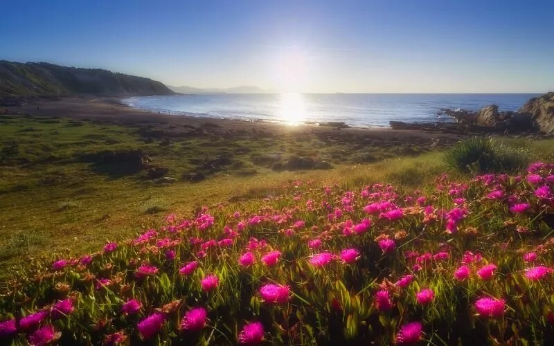 A field with pink flowers and the sea in the background