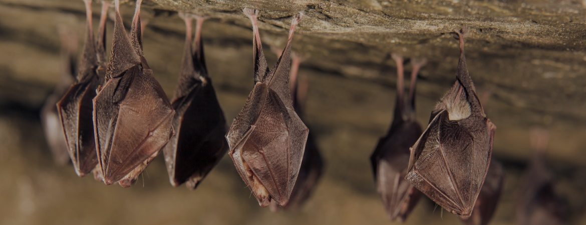 bats cave