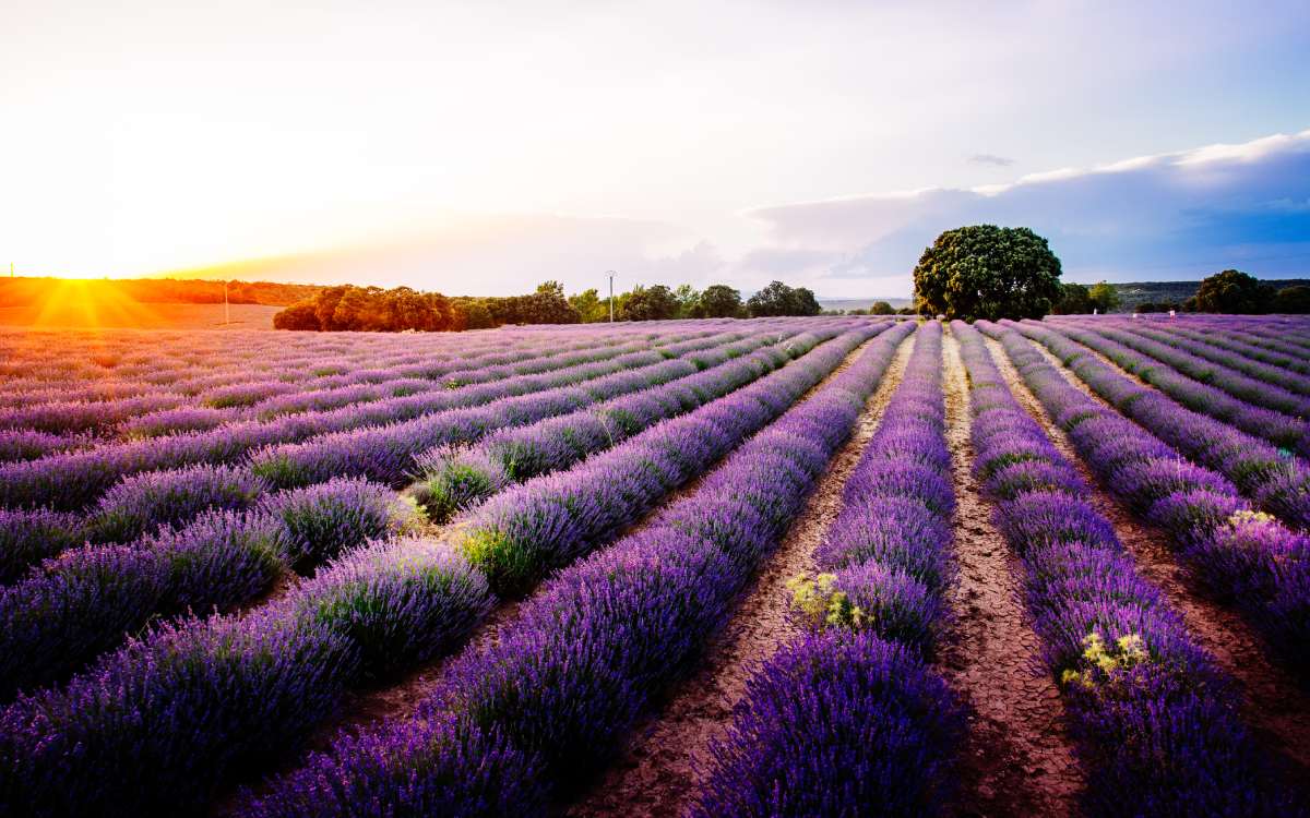 Brihuega's lavender fields.