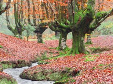 The Otzarreta beech forest, a bliss for the 5 senses | A Weekend Getaway