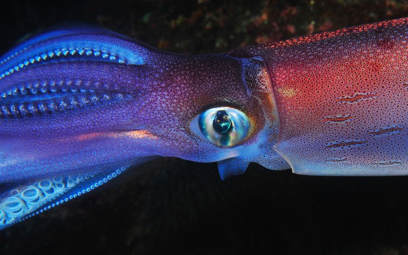 North Atlantic Squid 