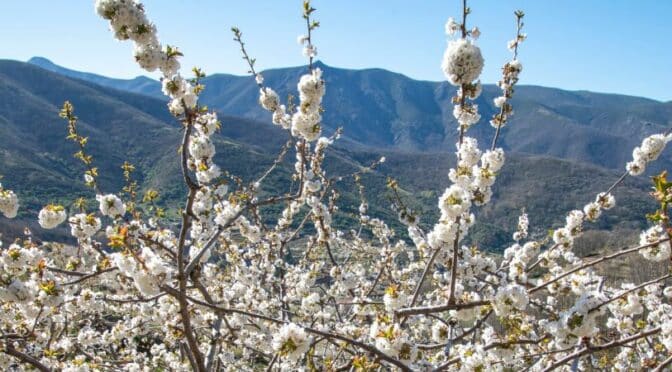 7 places to enjoy flowering in Spain