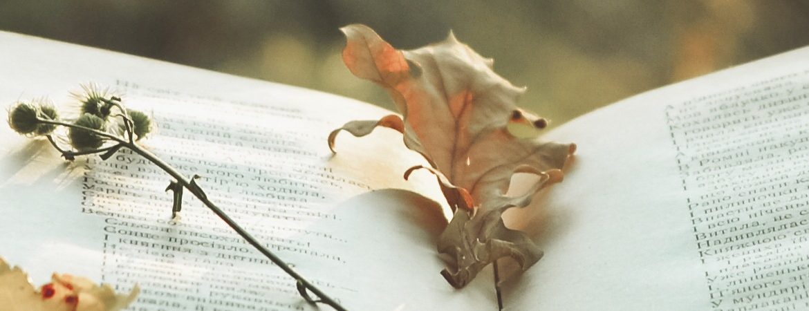 Dry leaves in a book