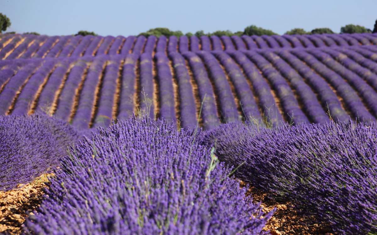 Brihuega's lavender fields.