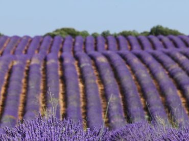 All about Brihuega, where lavender blooms