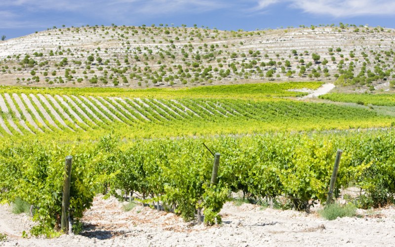 A large vineyard in Spain