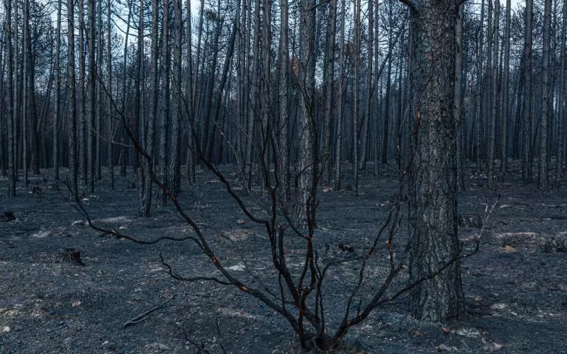 A burnt down forest